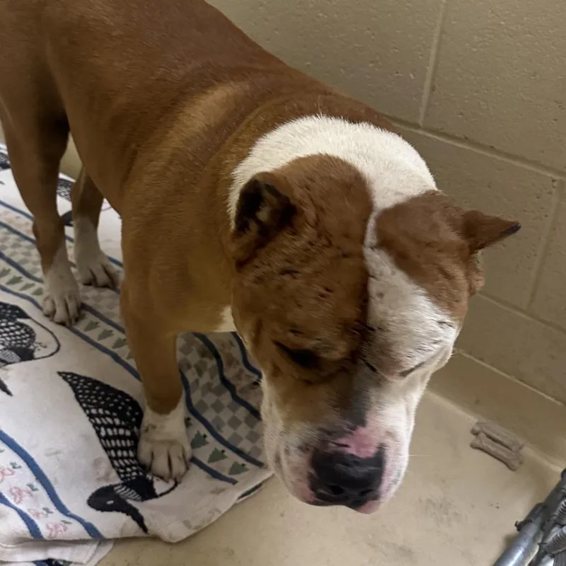 An adult large-sized male Yellow / Tan / Blond / Fawn Mixed Breed dog named Chonk for adoption in Winston-Salem, NC