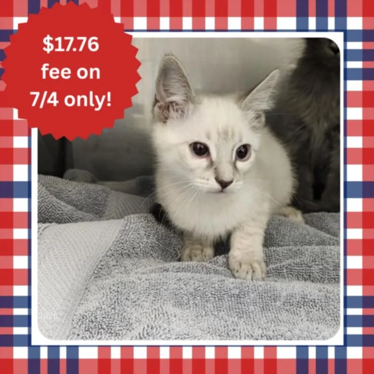A baby small-sized female Siamese cat named Twin for adoption in Santa Cruz, CA