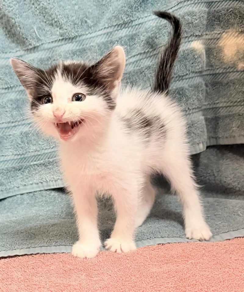 A baby medium-sized female Domestic Short Hair cat named Emma for adoption in Elizabethtown, NC