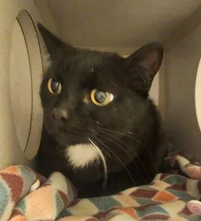 An adult medium-sized male Black Domestic Short Hair cat named Jessie for adoption in Mason City, IA