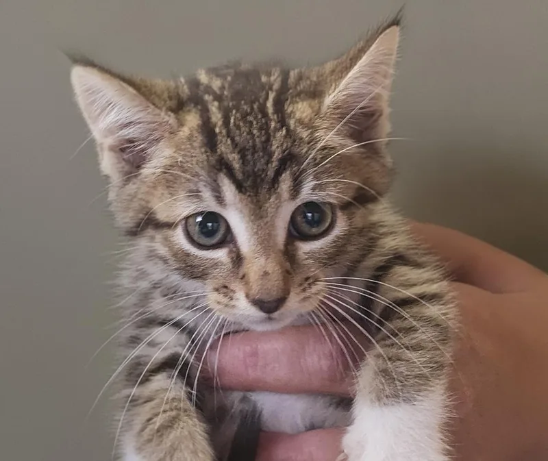 A baby small-sized male Domestic Short Hair cat named La Salle for adoption in Vineland, NJ