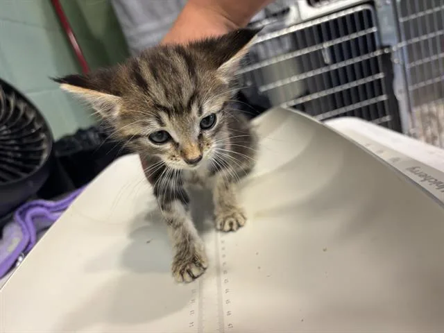 A baby small-sized male Domestic Short Hair cat named Windy for adoption in Grand Prairie, TX