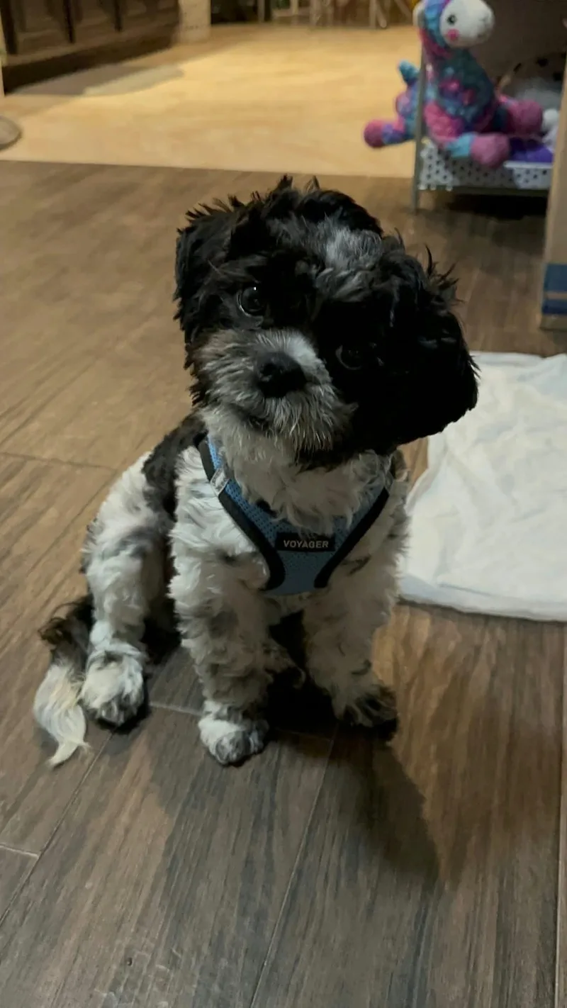 A baby small-sized male Shih Tzu dog named Kirby for adoption in Houston, TX