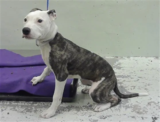 A baby medium-sized female Staffordshire Bull Terrier dog named Solene for adoption in Houston, TX