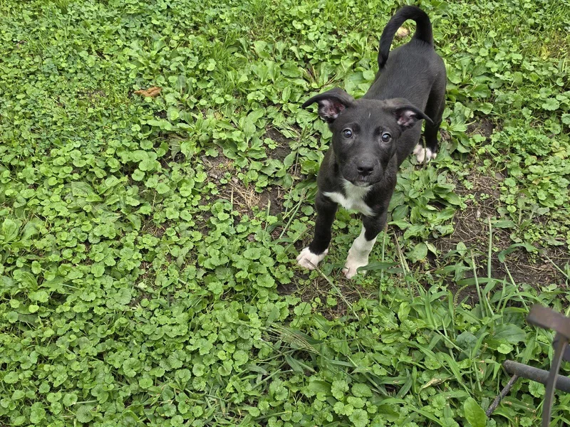 A baby medium-sized female Shetland Sheepdog / Sheltie dog named Poppi for adoption in Marine City, MI