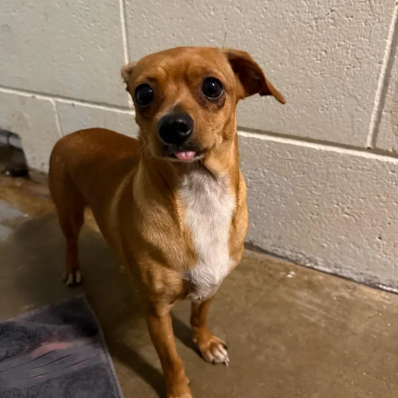 An adult small-sized female Brown / Chocolate Chihuahua dog named Tilly for adoption in Wahiawa, HI