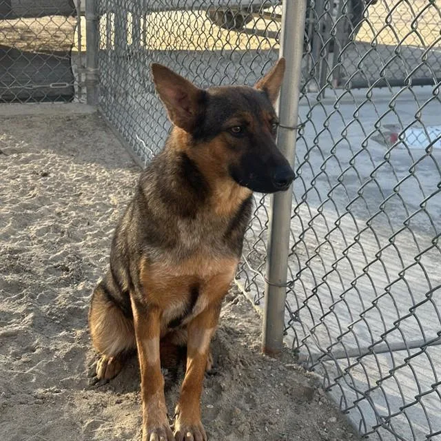 A young medium-sized female German Shepherd Dog dog named Bug for adoption in Thousand Palms, CA