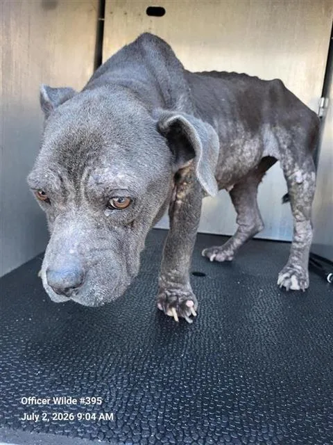 An adult medium-sized female American Staffordshire Terrier dog named Sally for adoption in San Antonio, TX