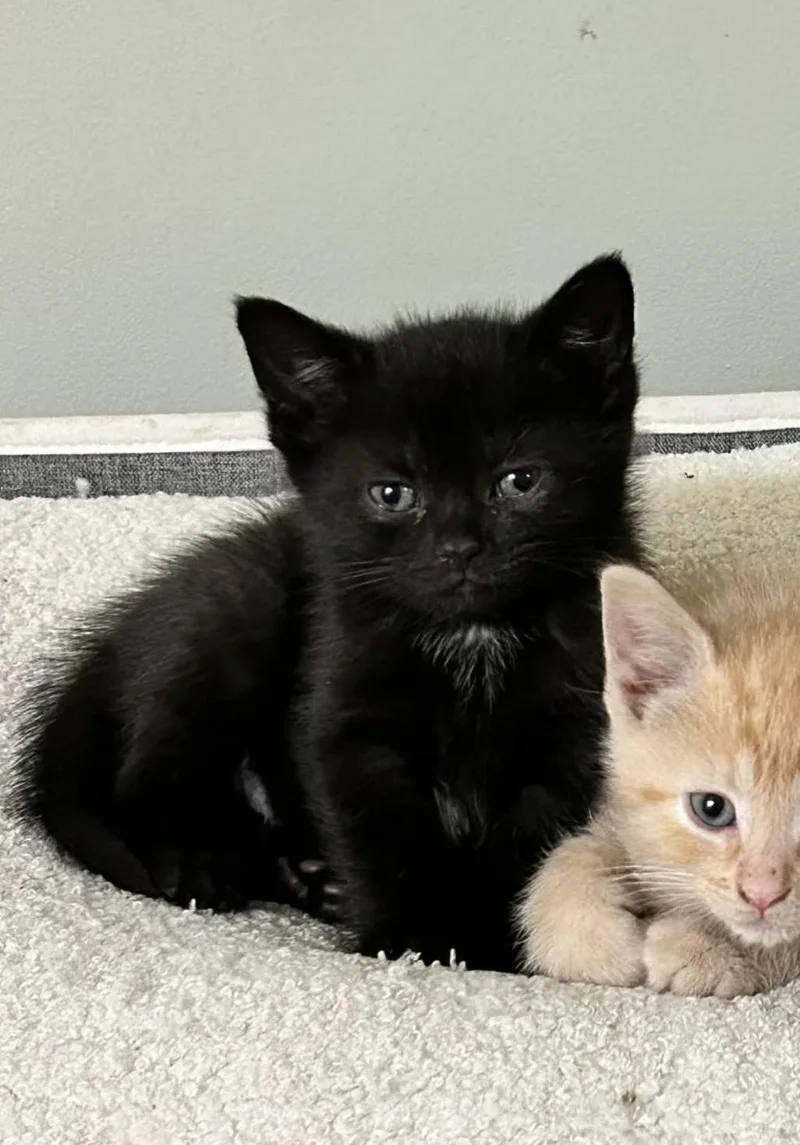 A baby medium-sized male Black Domestic Short Hair cat named Chips for adoption in Reynoldsburg, OH