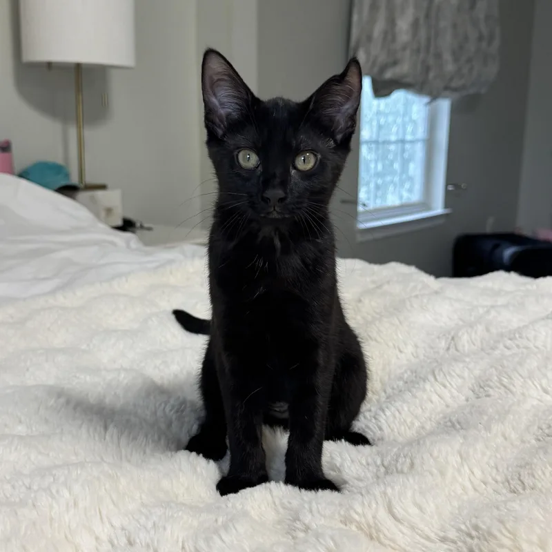 A baby medium-sized female Black Domestic Short Hair cat named Panther for adoption in Woodbridge, VA