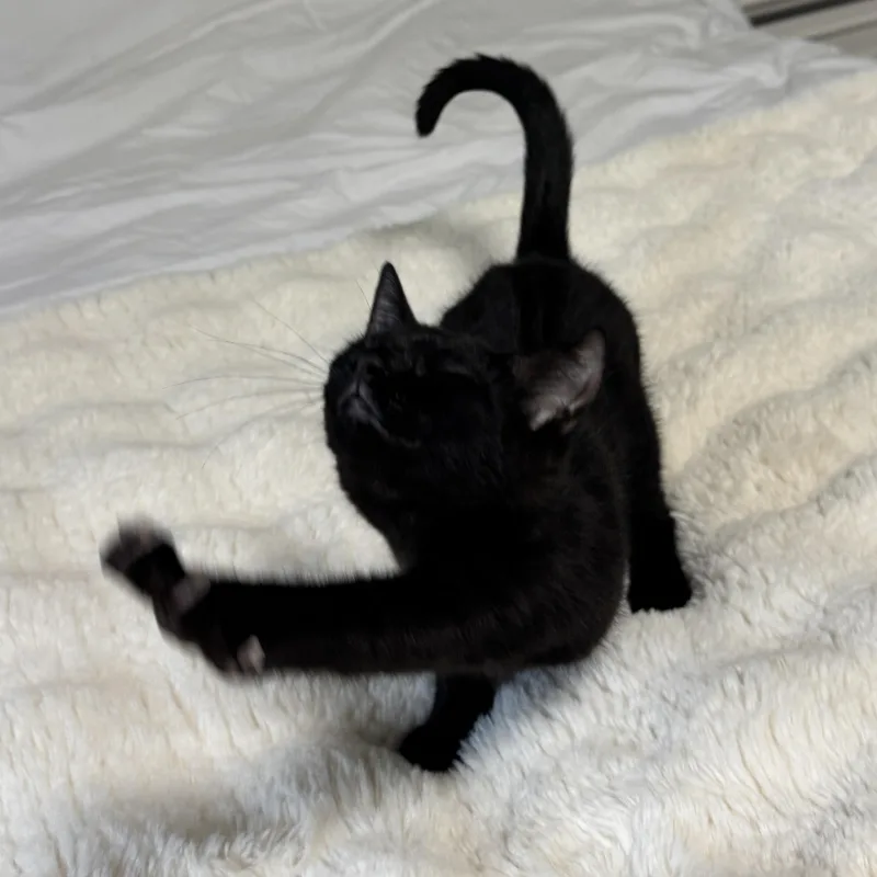 Panther thumbnail 2