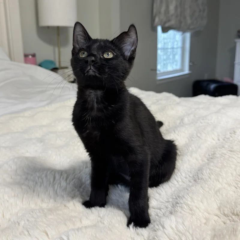 Panther thumbnail 3
