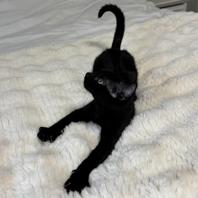 Panther thumbnail 4