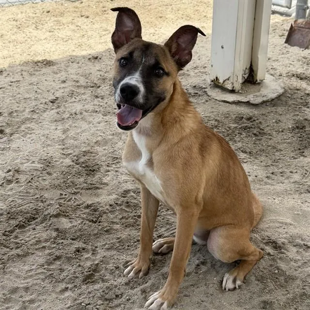 A young medium-sized female Shepherd dog named Candy for adoption in Thousand Palms, CA