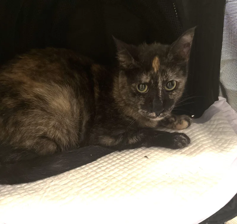 A young medium-sized female Tortoiseshell Domestic Short Hair cat named Paisley for adoption in Orange, CA