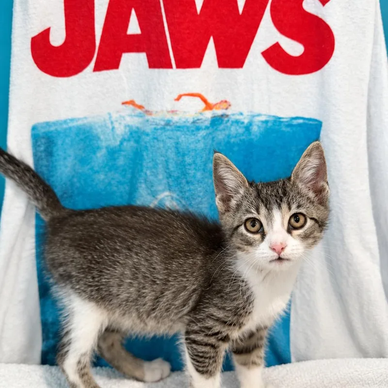 A baby small-sized male Gray / Blue / Silver Domestic Short Hair cat named Bruce for adoption in Brownsboro, AL