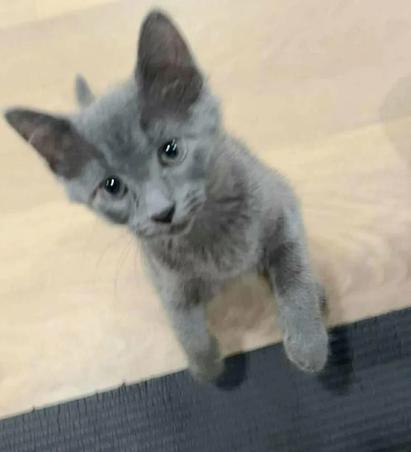 Cinder