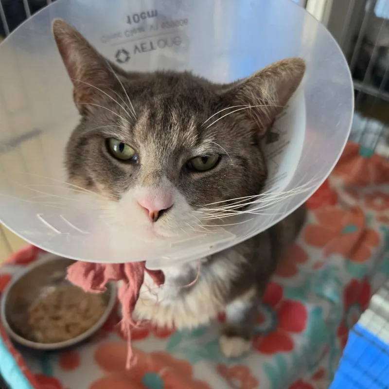 An adult large-sized male Gray / Blue / Silver Domestic Short Hair cat named Coonie Bear  Chino for adoption in Chino Hills, CA