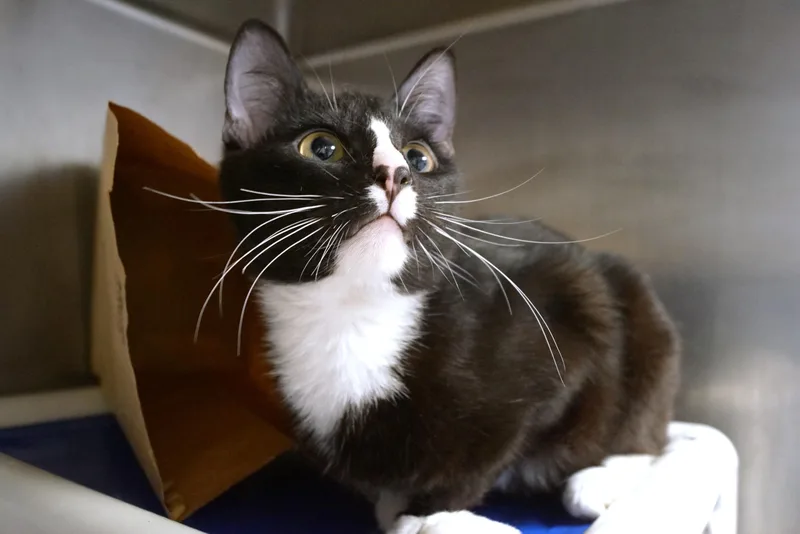 A young medium-sized male Black & White / Tuxedo Domestic Short Hair cat named Pilot for adoption in New Milford, CT