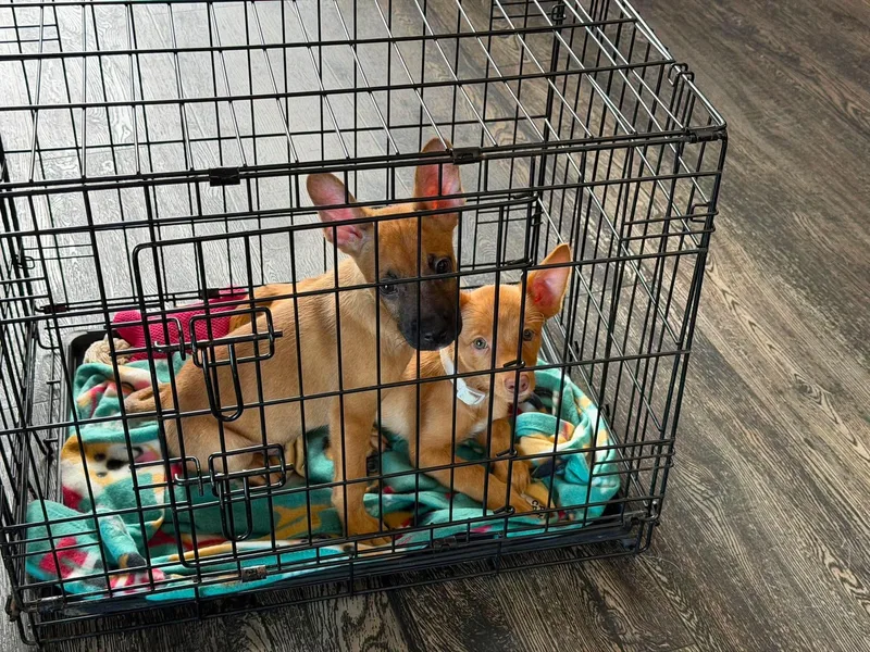 Daphne