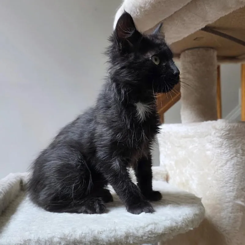 A baby small-sized male Black Domestic Medium Hair cat named Juno for adoption in Abingdon, MD