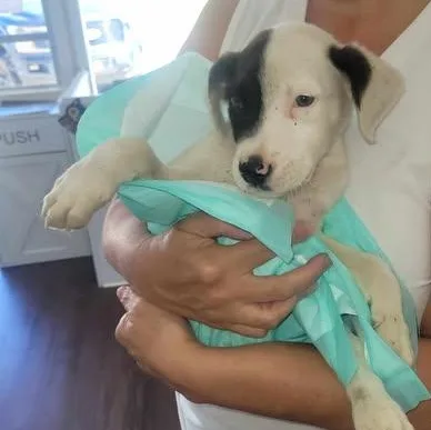 A baby medium-sized male White / Cream Terrier dog named Chester for adoption in Wantagh, NY