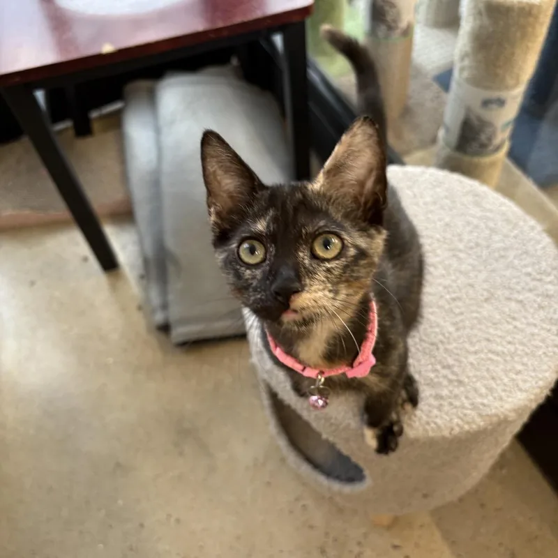 A baby small-sized female Brown / Chocolate Domestic Short Hair cat named Pixie for adoption in Odenville, AL
