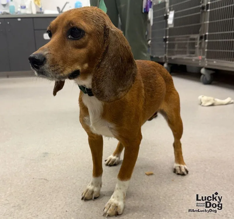 A young small-sized female Beagle dog named Kimes for adoption in Washington, DC