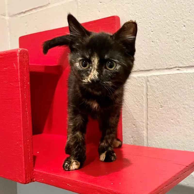 A baby small-sized female Tortoiseshell Domestic Short Hair cat named Sybil for adoption in Columbus, IN