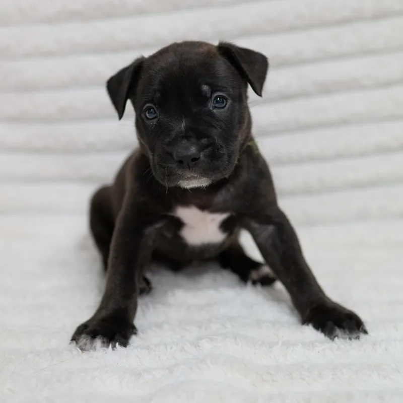 A baby small-sized male Black Pit Bull Terrier dog named Sloan for adoption in Fulton, MO