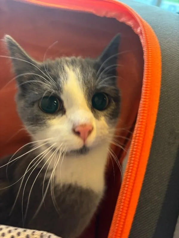An adult medium-sized female Gray / Blue / Silver Domestic Short Hair cat named Jocelyn for adoption in Grand Rapids, MI
