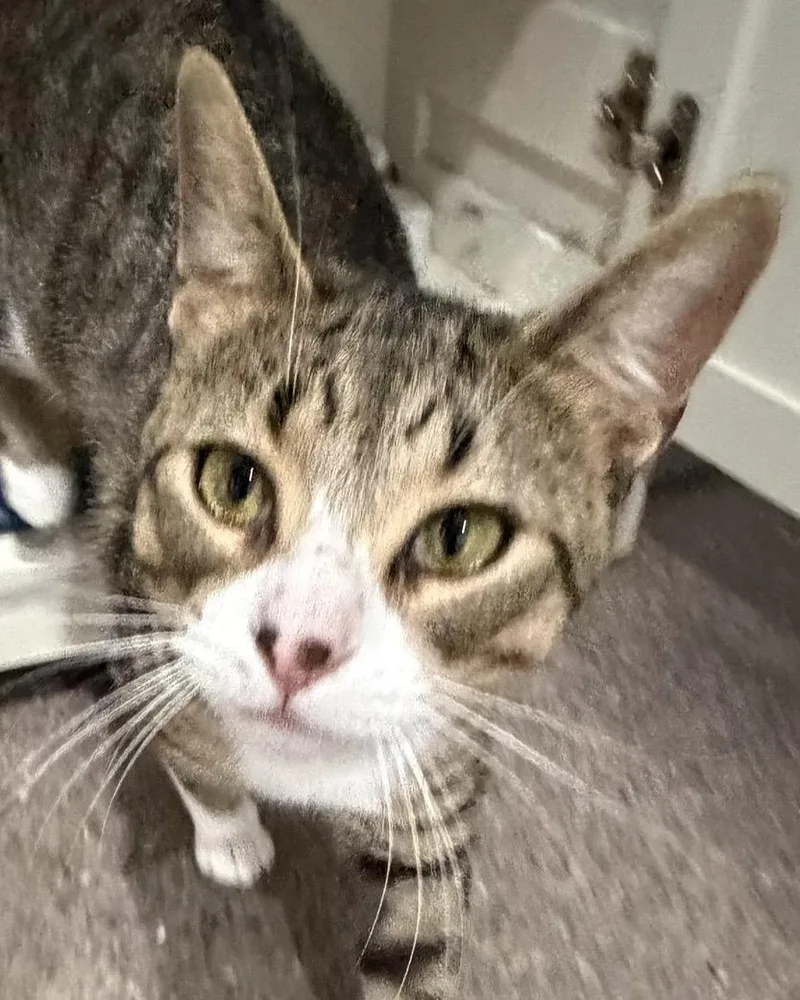 A young medium-sized male Tabby (Buff / Tan / Fawn) Domestic Short Hair cat named Tootsie for adoption in Sault Sainte Marie, MI