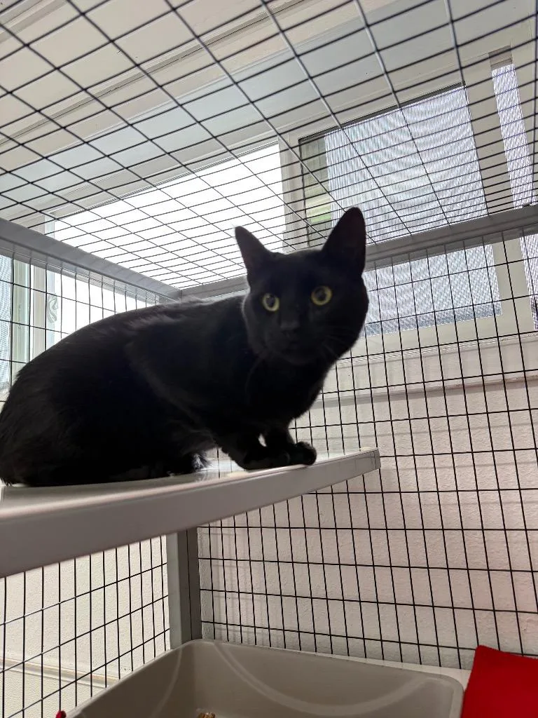 A young large-sized male Domestic Short Hair cat named Tyson for adoption in Brookings, OR