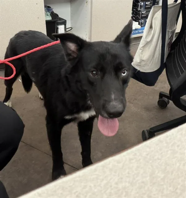 A young large-sized male Mixed Breed dog named Davinci for adoption in Dallas, TX