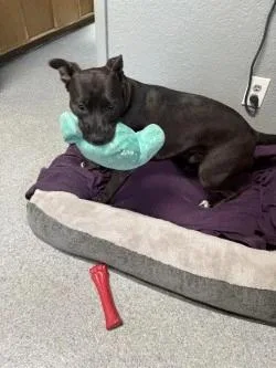 A baby medium-sized male Black Pit Bull Terrier dog named Nevile for adoption in Ellijay, GA