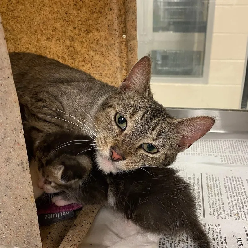 Geraldine thumbnail 2