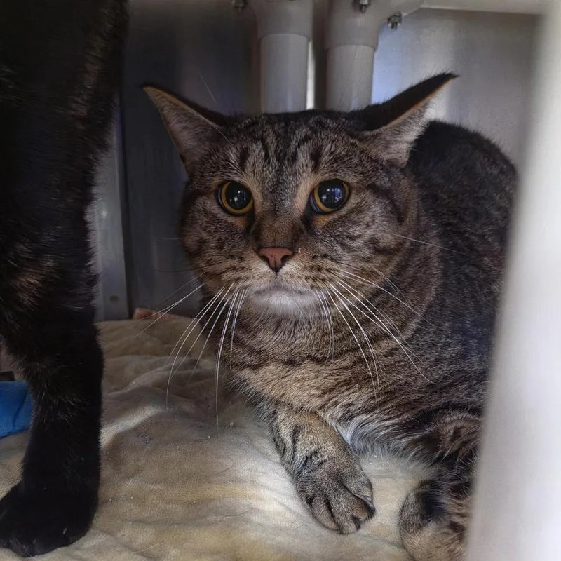 An adult large-sized male Domestic Short Hair cat named Bobo for adoption in Grand Rapids, MI