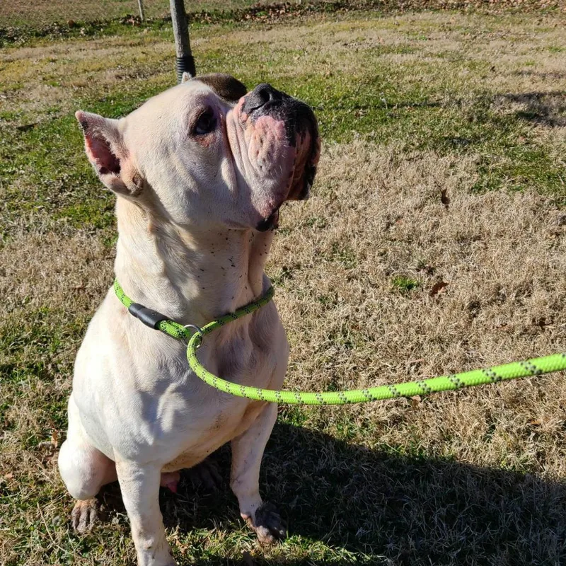 Ding Dong thumbnail 6