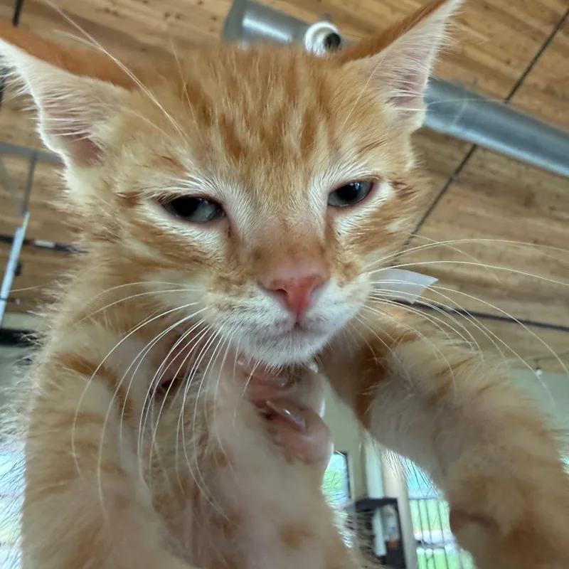 A baby small-sized female Orange / Red Domestic Short Hair cat named Bearded Dragon for adoption in Leander, TX