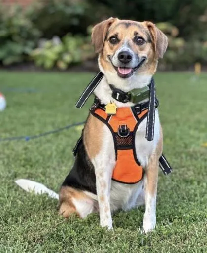 An adult medium-sized female Mixed Breed dog named Bailey for adoption in Fairfax, VA