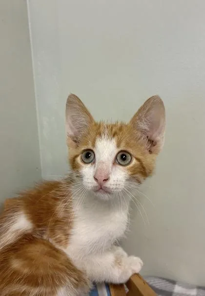 A baby medium-sized male Domestic Short Hair cat named Sunscreen for adoption in Picayune, MS