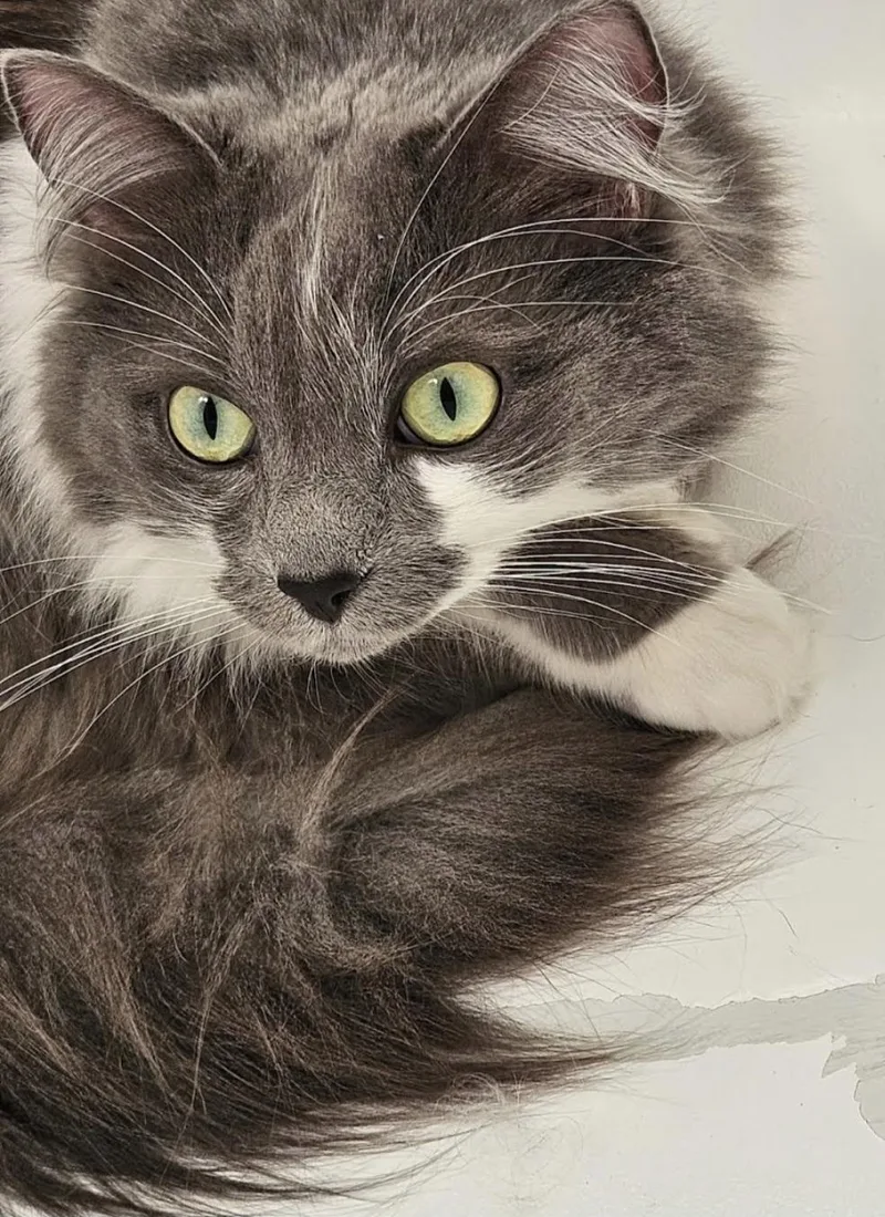 Freya
