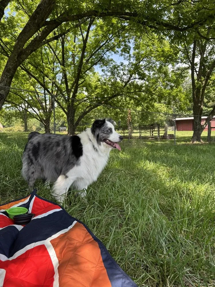 An adult large-sized male Australian Shepherd dog named Olaf Tn for adoption in Ontario, CA