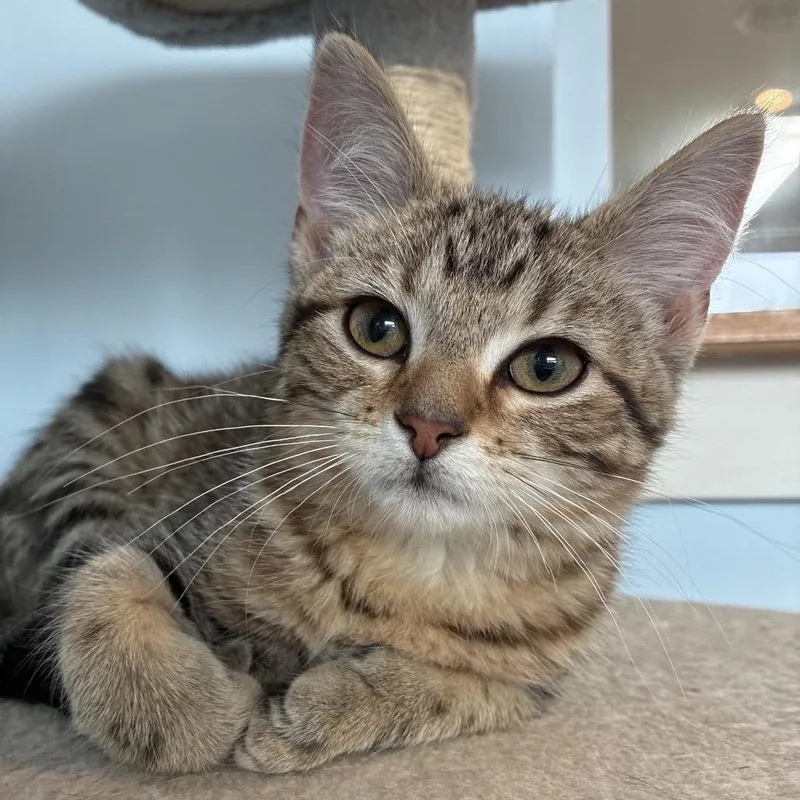 A baby small-sized female Brown / Chocolate Domestic Short Hair cat named Gia for adoption in South Haven, MI