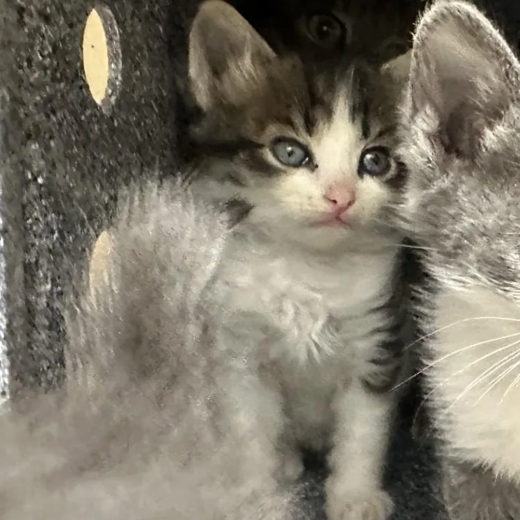 A baby medium-sized female Domestic Medium Hair cat named Batty for adoption in Converse, TX
