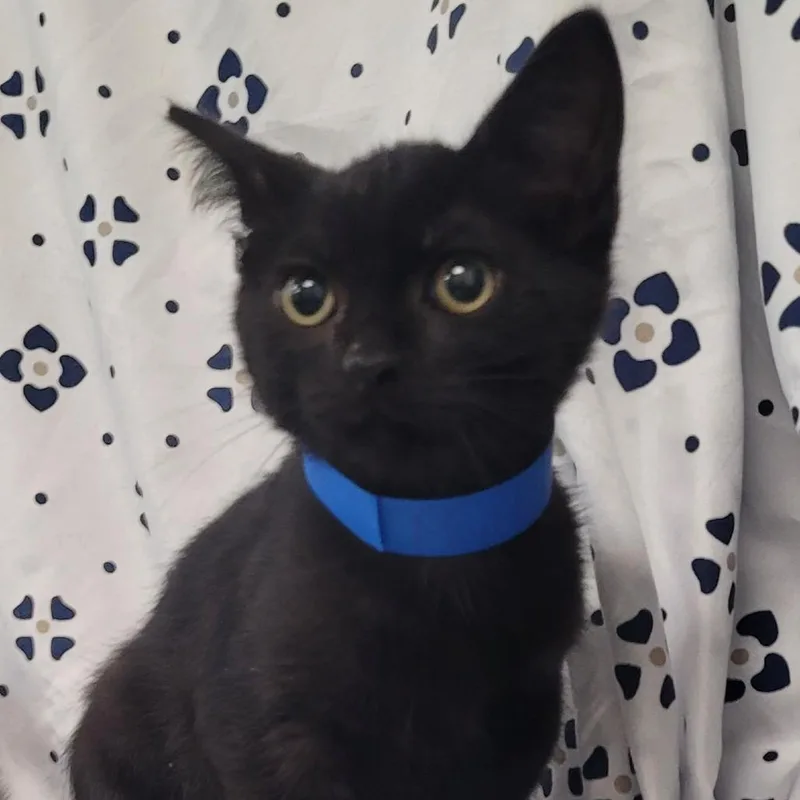 A baby small-sized male Black Domestic Short Hair cat named Pontiac for adoption in Coos Bay, OR