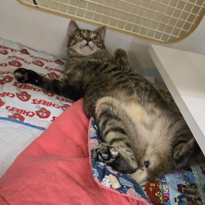 A young small-sized female Brown / Chocolate Domestic Short Hair cat named Brie for adoption in Union, MO