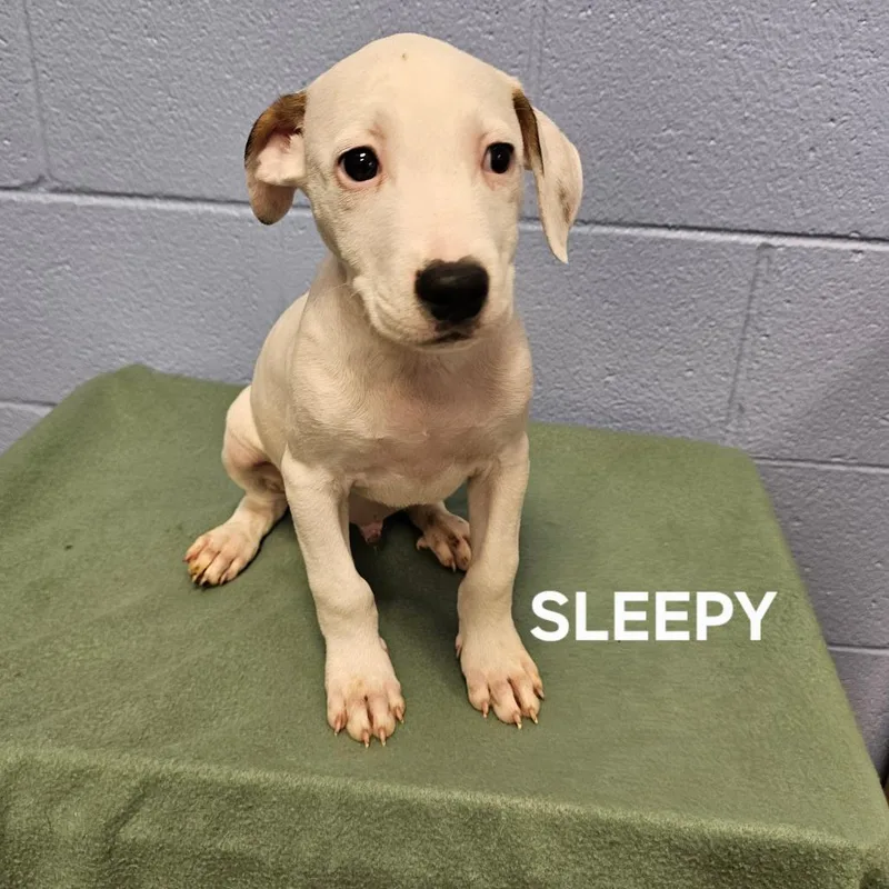 A baby small-sized male Brown / Chocolate Mixed Breed dog named Sleepy for adoption in Madisonville, TN