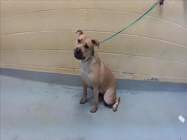 A young large-sized female Pit Bull Terrier dog named Minka for adoption in Tulsa, OK