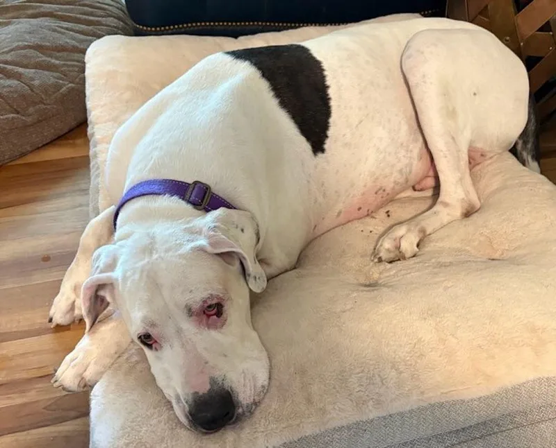 An adult extra large-sized male White / Cream Great Dane dog named Beau BONDED PAIR for adoption in Larkspur, CO